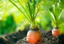 4 alimentos que protegem a sua pele dos danos solares